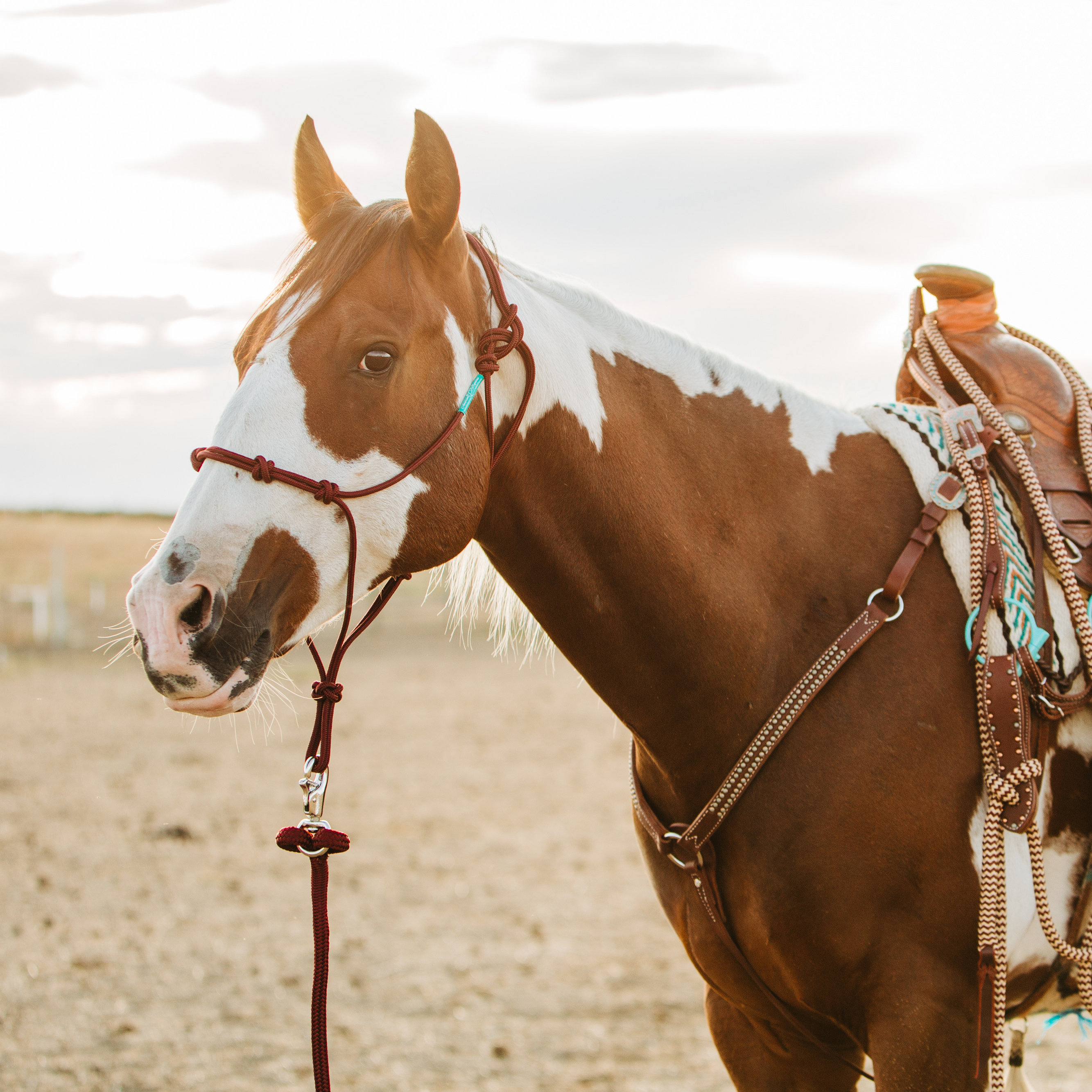 Stiff 4 Knot Clinician Training Halter